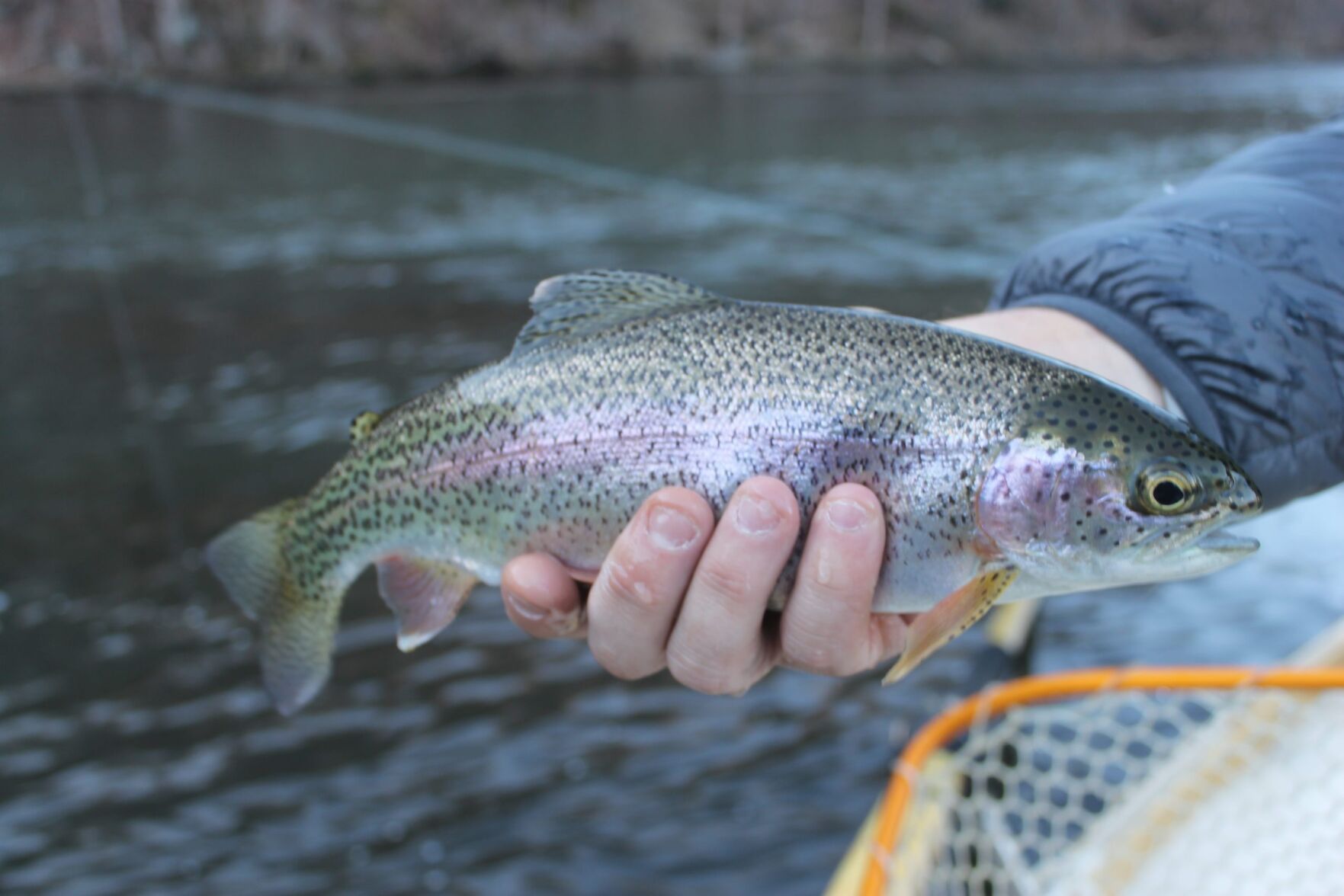 Rainbow-Trout-scaled.jpg